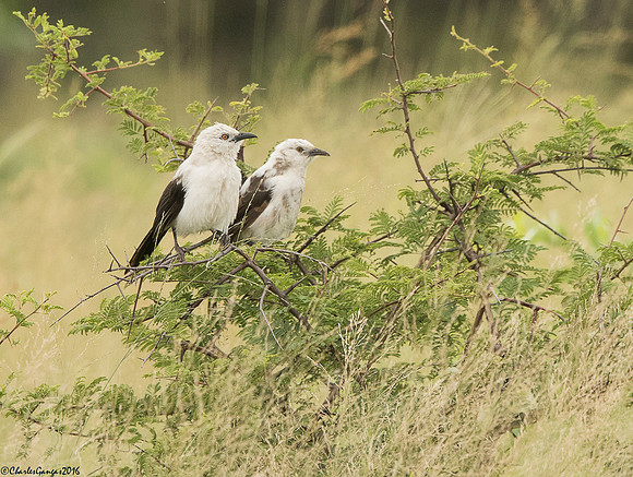 Southern Pied Babblers
