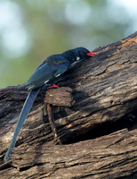 Green Wood-Hoopoe