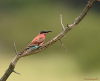 Southern Carmine Bee-eater