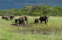 Going to Watering Hole
