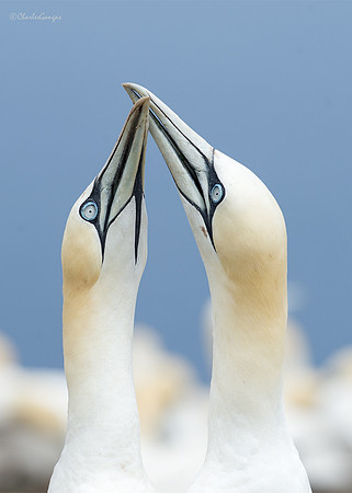 Gannets_Fencing