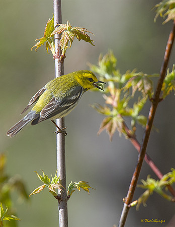 Black-throated Green