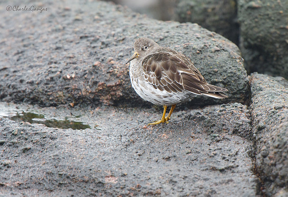 Purple Sandpiper