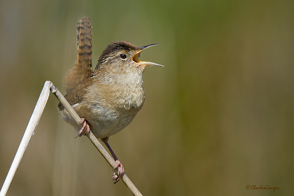 Sweet Singer