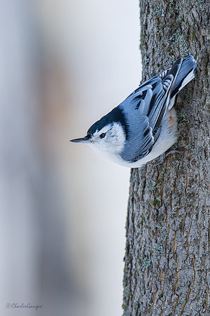 White-bellied Nuthatch