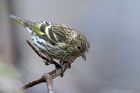 North America