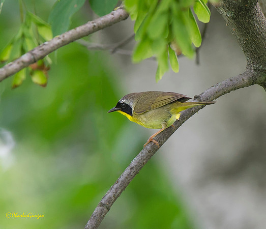 Common Yellowthroat