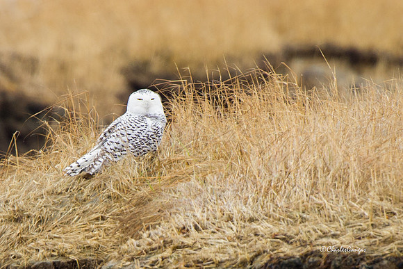 Snowy Owl