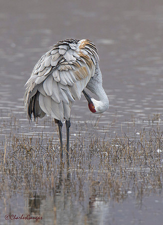 Sandhill Crane_Preening