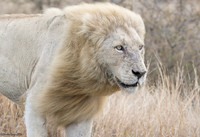 Casper, The White Lion
