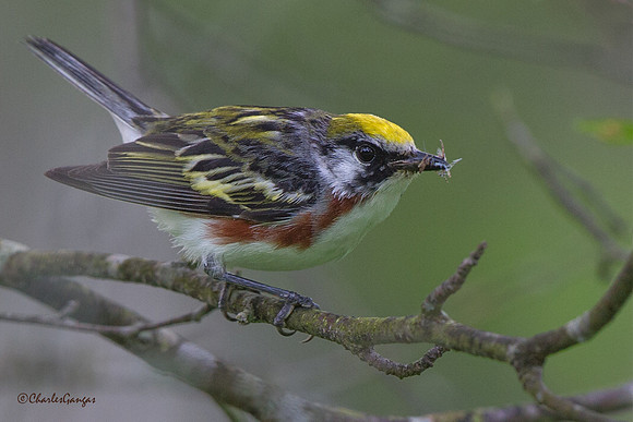 Chestnut-sided Warbler II