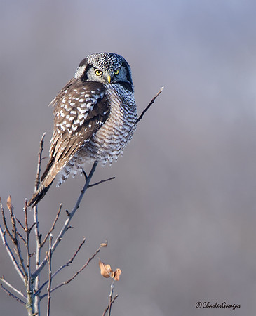 Northern Hawk Owl