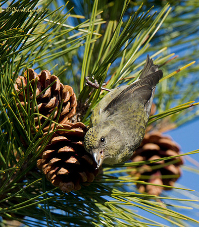 Red Crossbill_Fm