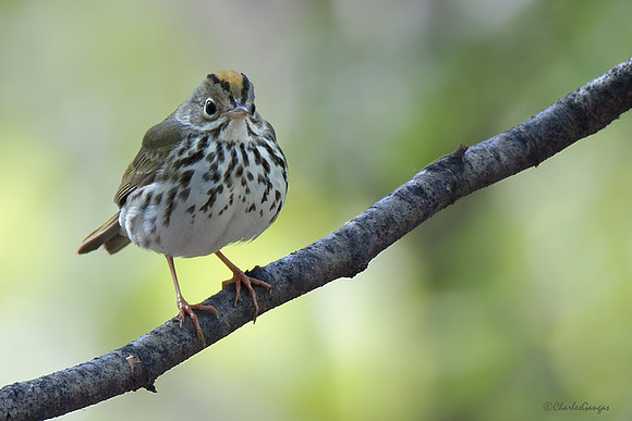 Ovenbird