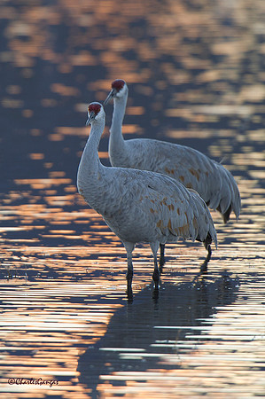 Sandhill Cranes_Posing Pair