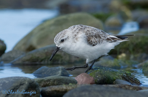 Sanderling