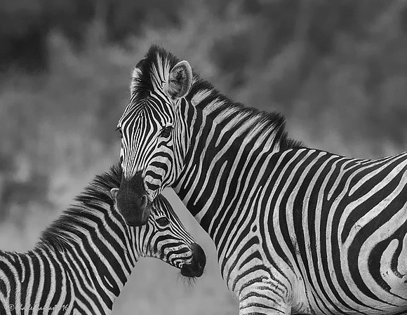Mother & foal