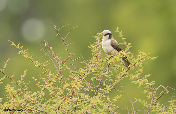 Southern White-crowned Shrike