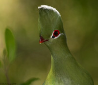Knysna Profile