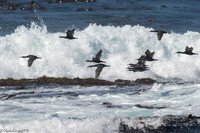 Cape Cormorrants