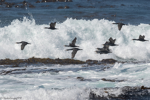 Cape Cormorrants