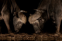 Cape Buffalo