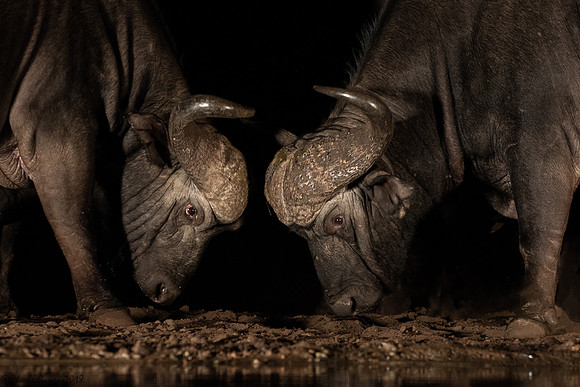 Cape Buffalo