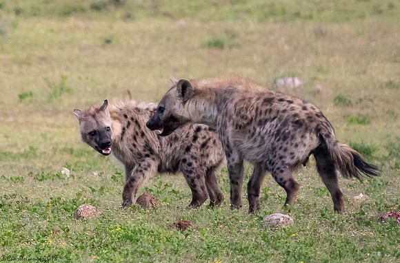 Hyena Squabble