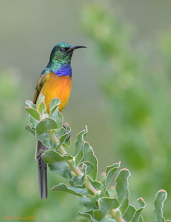 Orange-beasted Sunbird