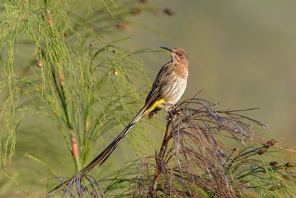 Cape Sugarbird
