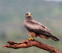 Yellow-billed Kite,