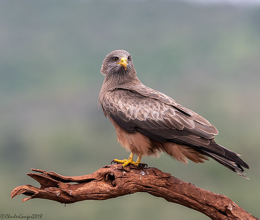 Yellow-billed Kite,