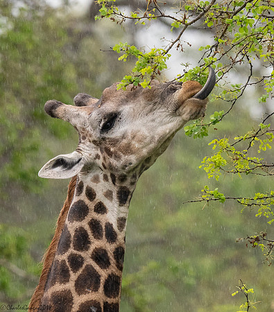 Giraffe_reaching