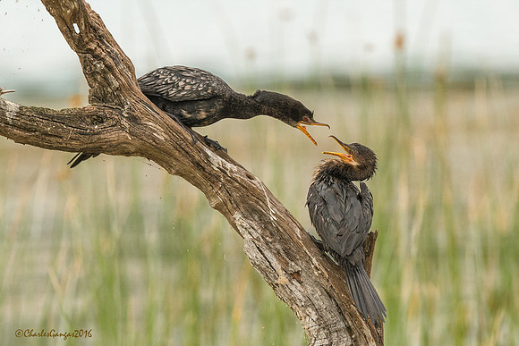 Reed Cormorants