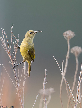Oreange-breasted Sunbird_Fm_#2