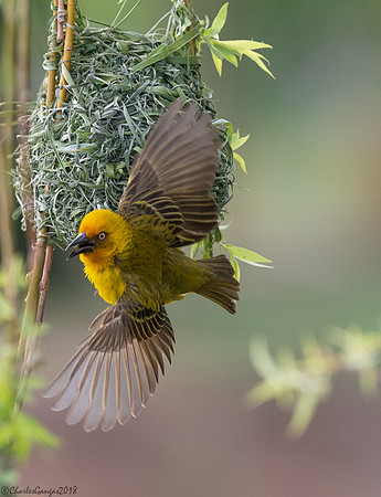 Leaving the Nest