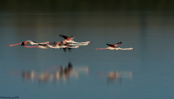 Greater Flamingo_Flight