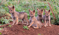 Black-backed Jackel Pups