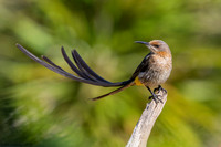 Cape Sugarbird