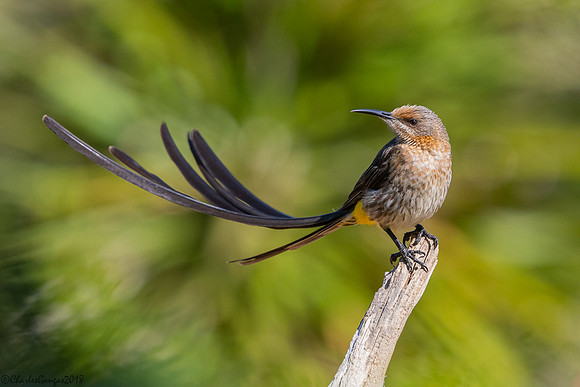 Cape Sugarbird
