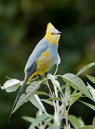 Long-tailed Silky Flycatcher