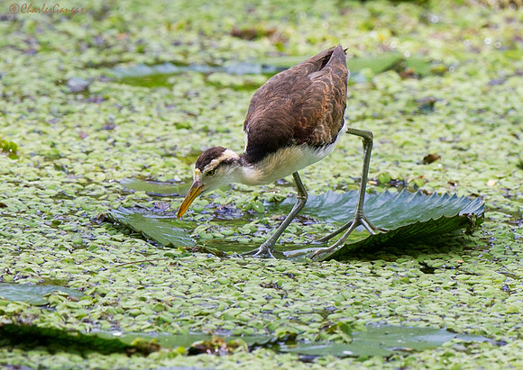 Northern Jacana_Imm