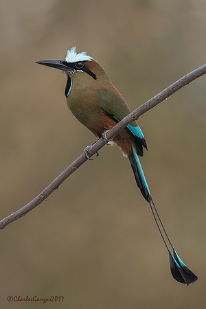 Turquoise-browed Motmot