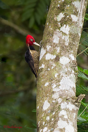 Pale-billed Woodpecker