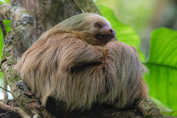 Two-toed Sloth