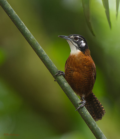 Bay Wren