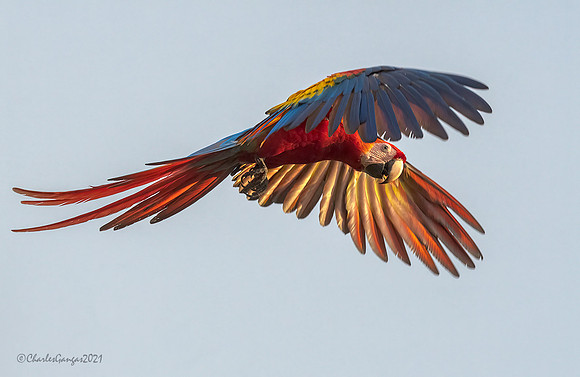 Scarlet Macaw