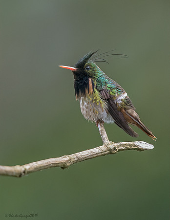 Black-crested Coquette