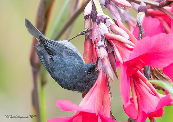 Slaty-Flowerpiercer