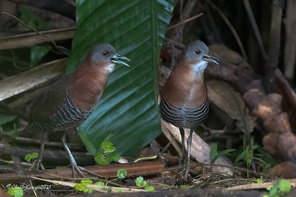 White-throated Crakes